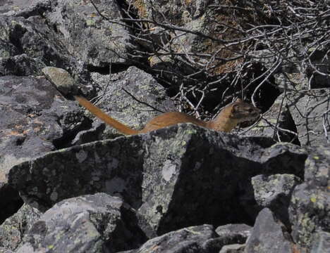 Image of Mountain Weasel