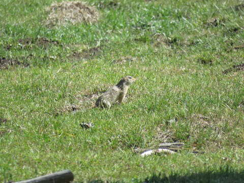 Image of Mexican Ground Squirrel