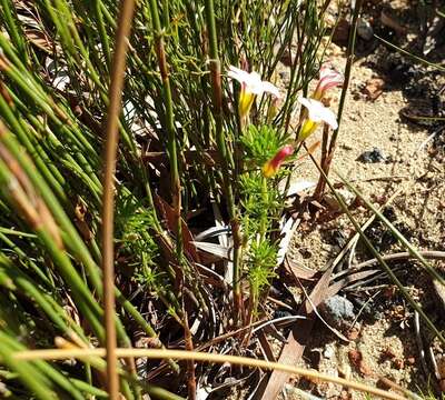 Image de Oxalis tenuifolia Jacq.