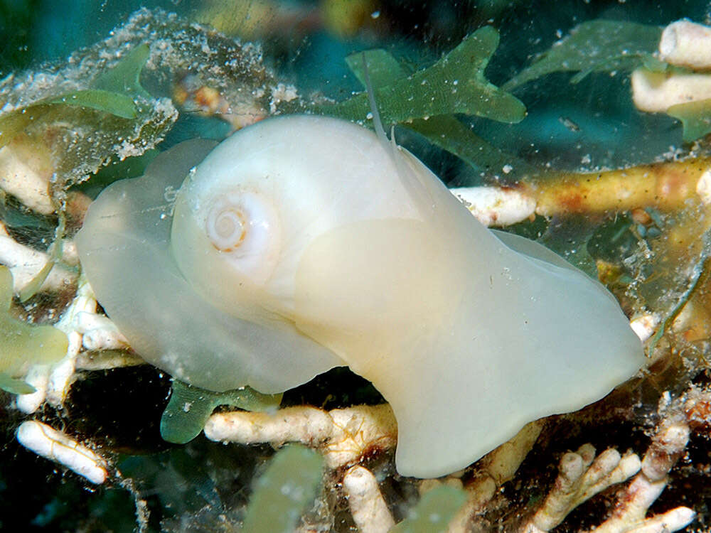 Image of spider moonsnail