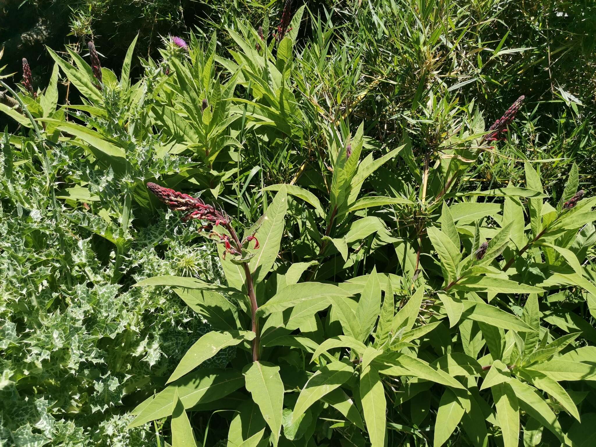 Plancia ëd Lobelia tupa L.