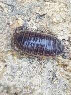 Image of Porcellio dispar Verhoeff 1901