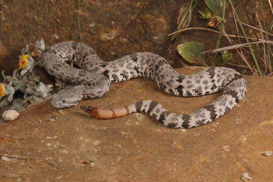 Crotalus lepidus lepidus (Kennicott 1861) resmi