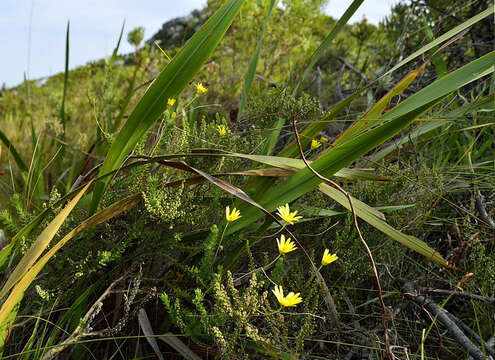 Image of Euryops ursinoides B. Nordenst.