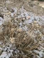 Image of Achillea santolinoides Lag.