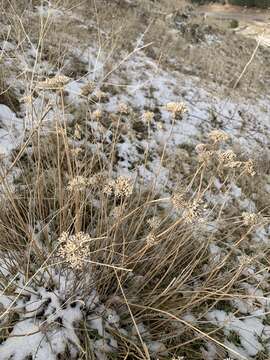 Image of Achillea santolinoides Lag.