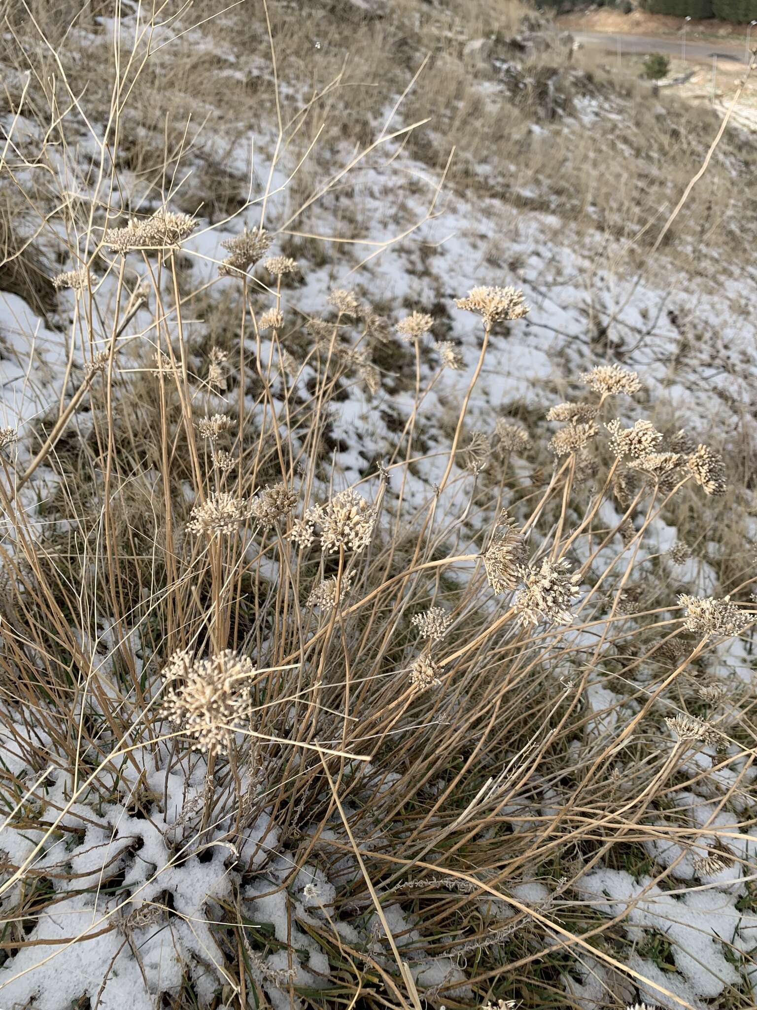 Achillea santolinoides subsp. wilhelmsii (K. Koch) Greuter的圖片