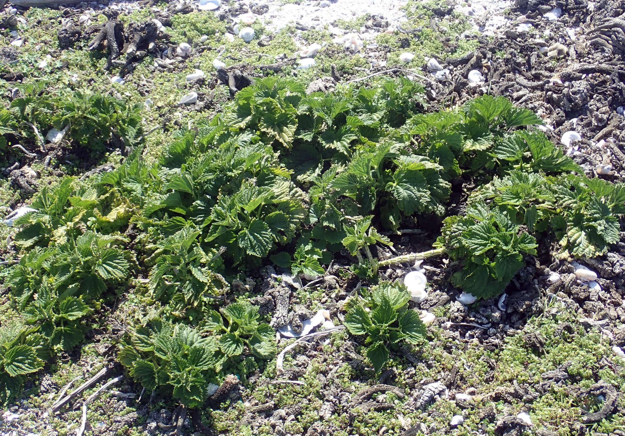 Image of Urtica australis Hook. fil.