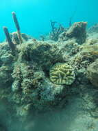 Image of Maze Coral