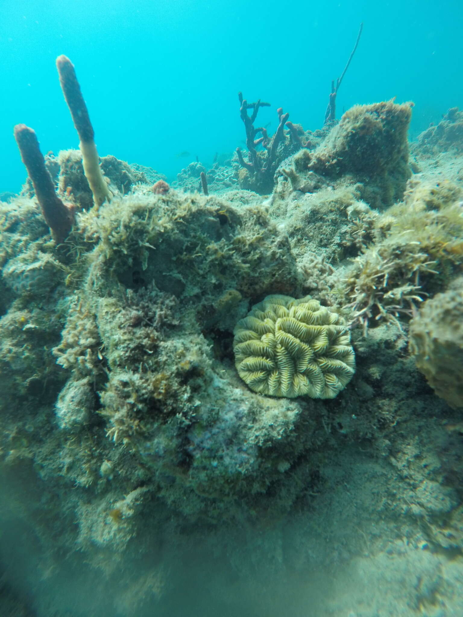 Image of Maze Coral