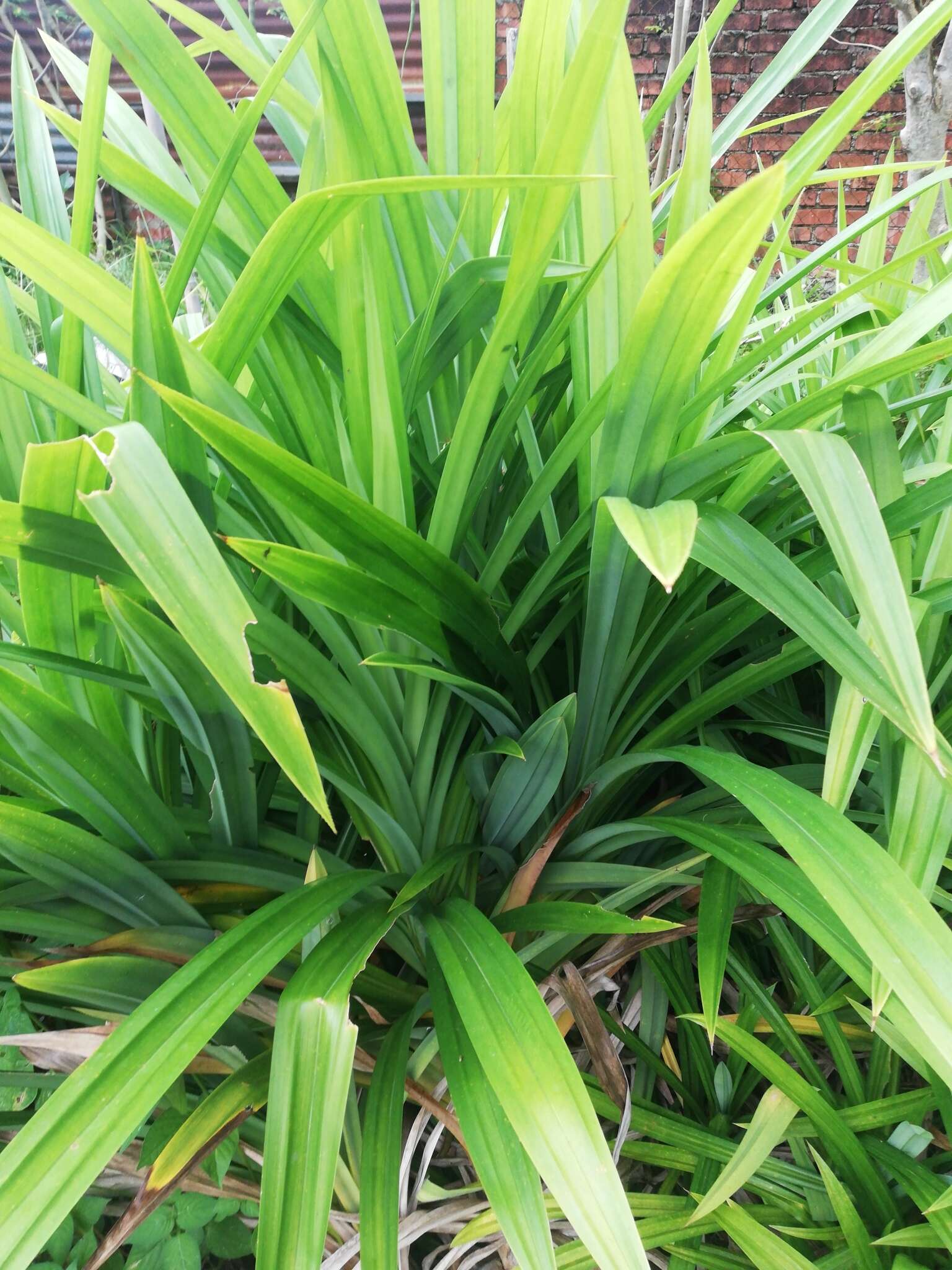 Image of Pandan