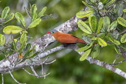 Image of Black-bellied Cuckoo