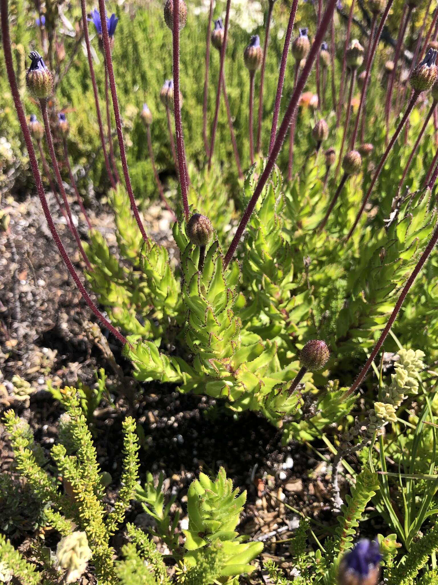 Image of Felicia ebracteata Grau