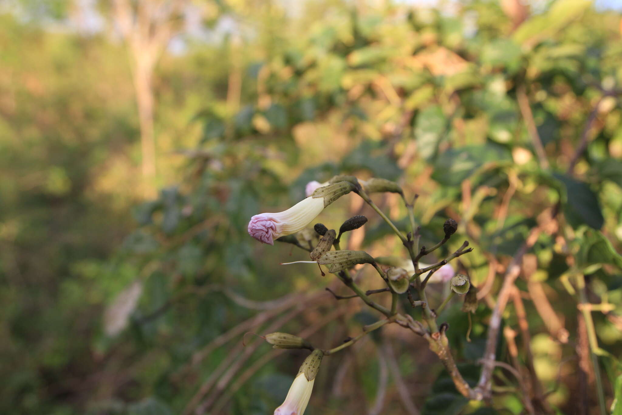 Image of Tabebuia calcicola Britton