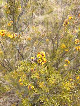 Image of Dillwynia sieberi