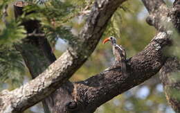 Image of Western Red-billed Hornbill