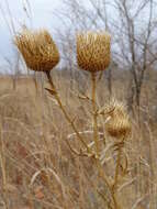 Cirsium serrulatum (M. Bieb.) Fischer的圖片