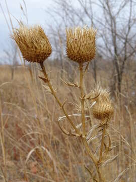 Image de Cirsium serrulatum (M. Bieb.) Fischer