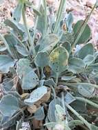 Image of granite buckwheat