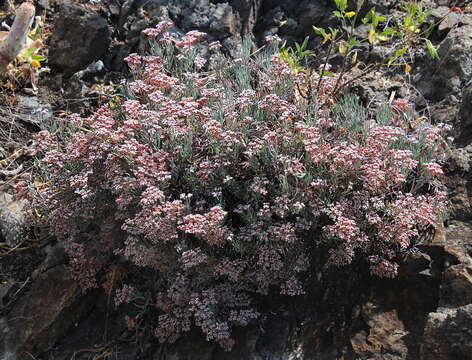 Image of Dicheranthus plocamoides Webb