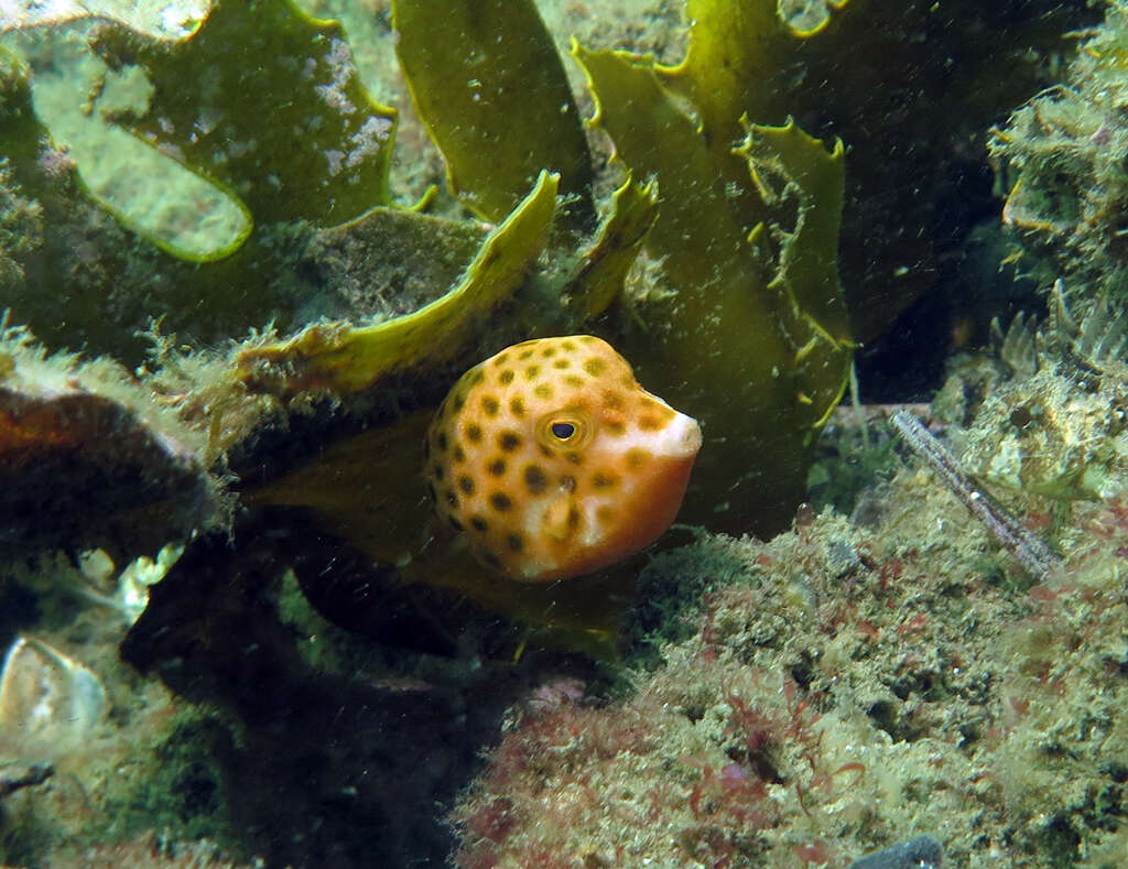 Image of Blue boxfish