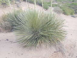 Image of Yucca elata var. elata