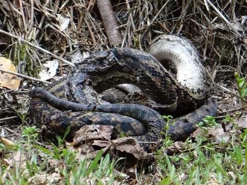 Image of Australischer Amethystpython