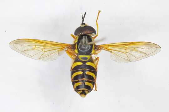 Image of Chrysotoxum elegans Loew 1841