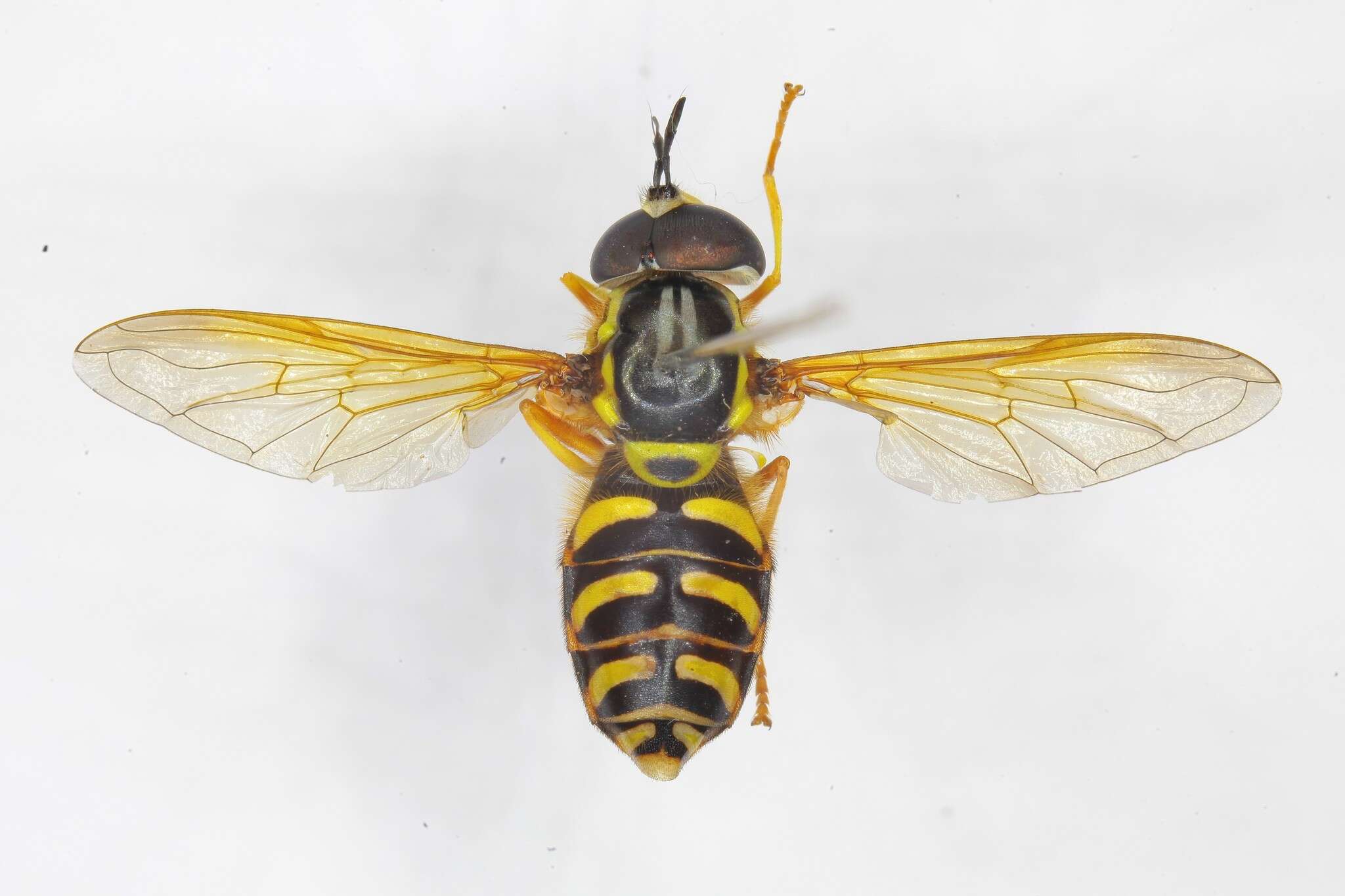 Image de Chrysotoxum elegans Loew 1841