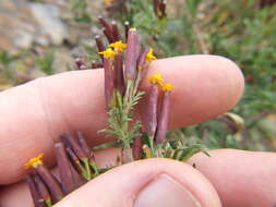 Tagetes multiflora Kunth resmi