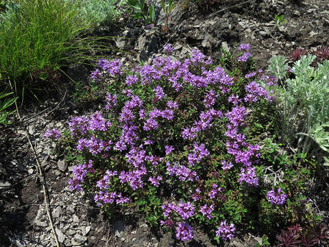 Image of Thymus japonicus (H. Hara) Kitag.