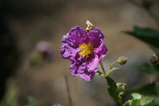 Image of Cistus symphytifolius Lam.