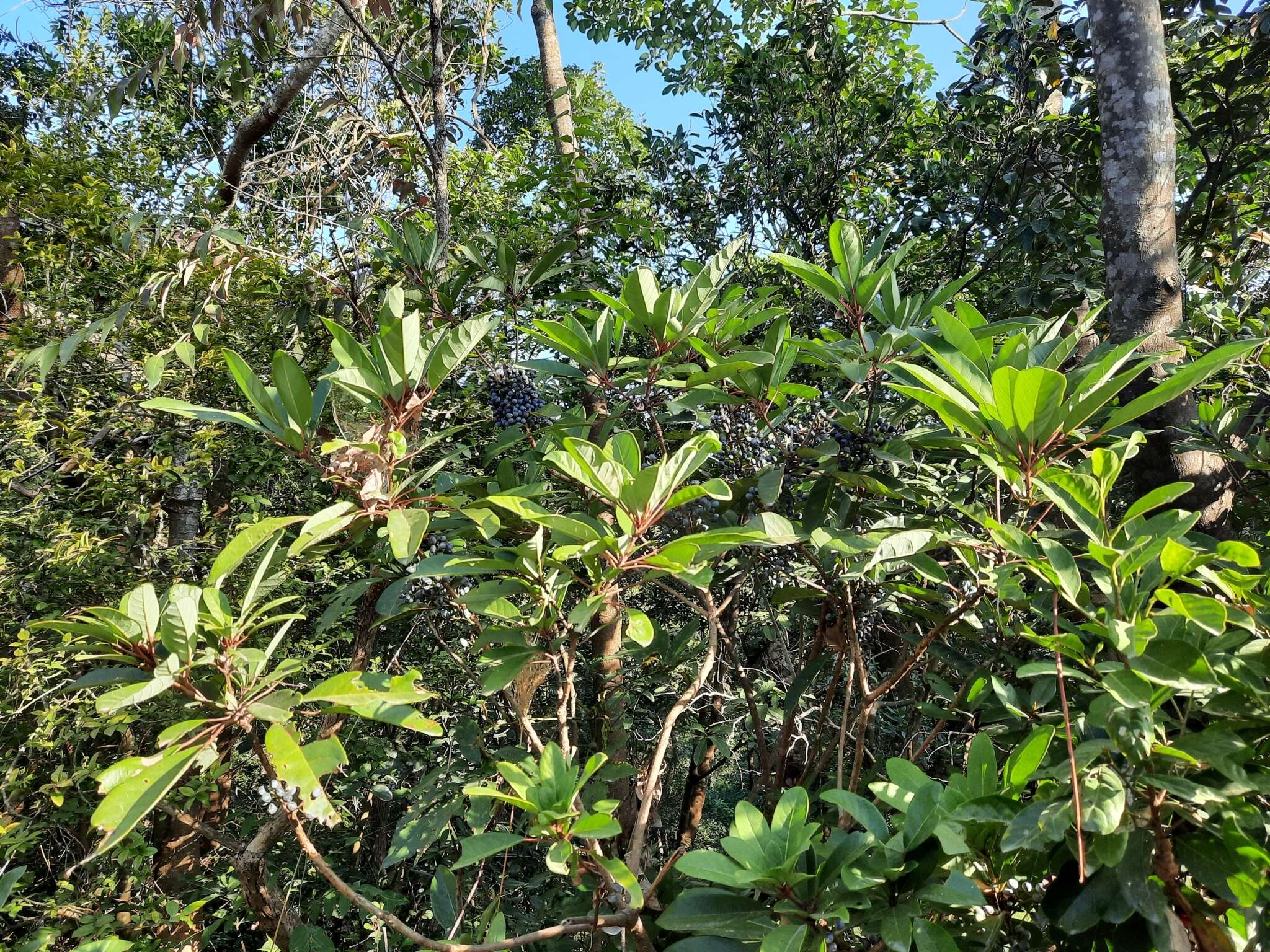 Image de Daphniphyllum calycinum Benth.