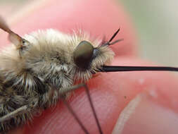 Image of Bombylius venosus Mikan 1796