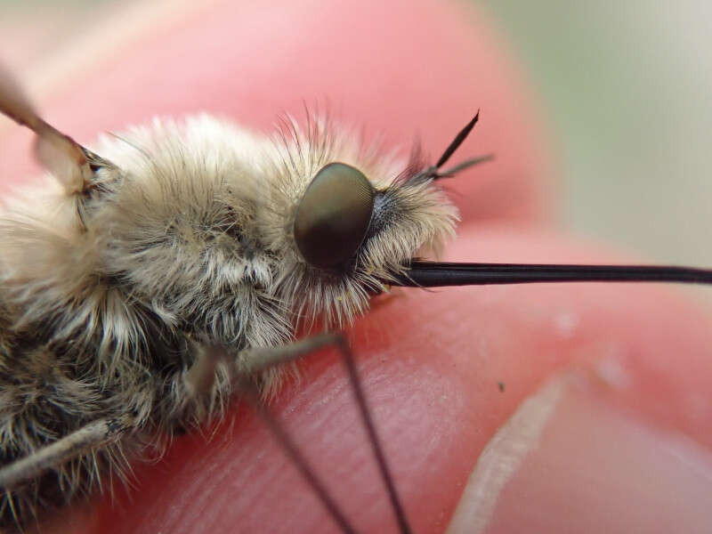 Image of Bombylius venosus Mikan 1796