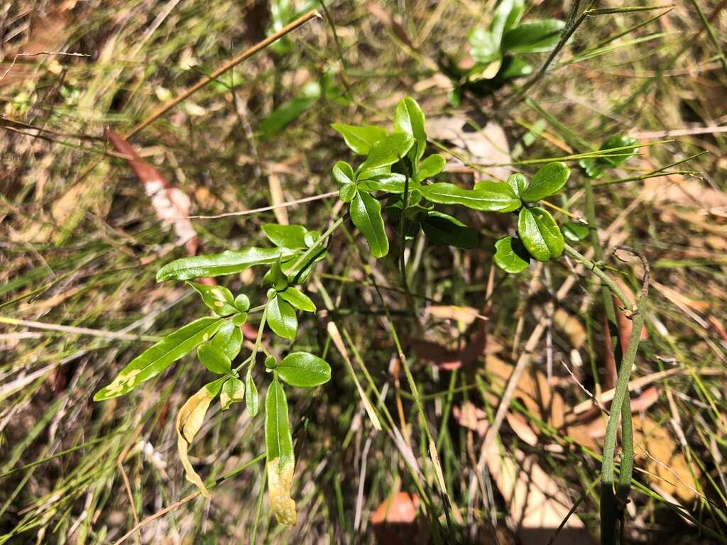 صورة Jasminum didymum subsp. racemosum (F. Muell.) P. S. Green