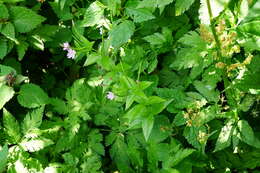 Image of alpine willowherb