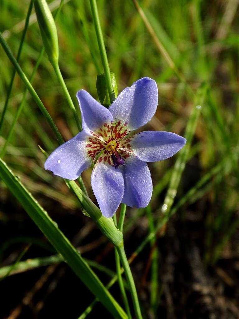 Image of Alophia silvestris (Loes.) Goldblatt