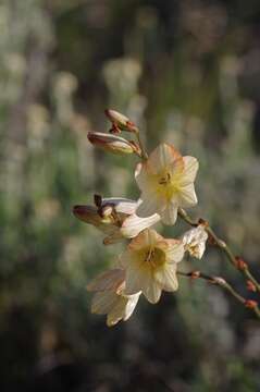 Image of Tritonia gladiolaris (Lam.) Goldblatt & J. C. Manning