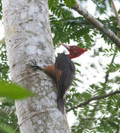 Image of Red-necked Woodpecker