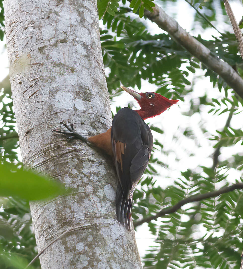 Image of Red-necked Woodpecker