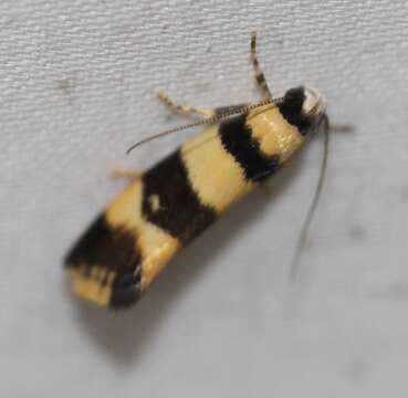 Image of Telecrates melanochrysa