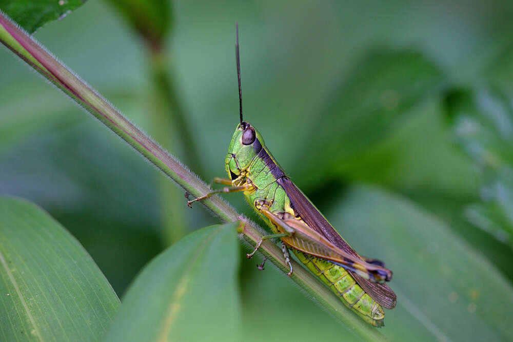 Image of Ceracris nigricornis Walker & F. 1870