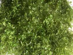 Image of valdivia duckweed