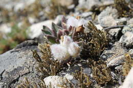 Plancia ëd Oxytropis triphylla (Pall.) Pers.