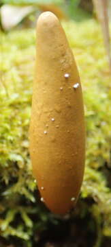 Image of Xylaria telfairii (Berk.) Sacc.