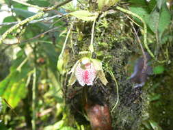 Image de Kefersteinia taurina Rchb. fil.