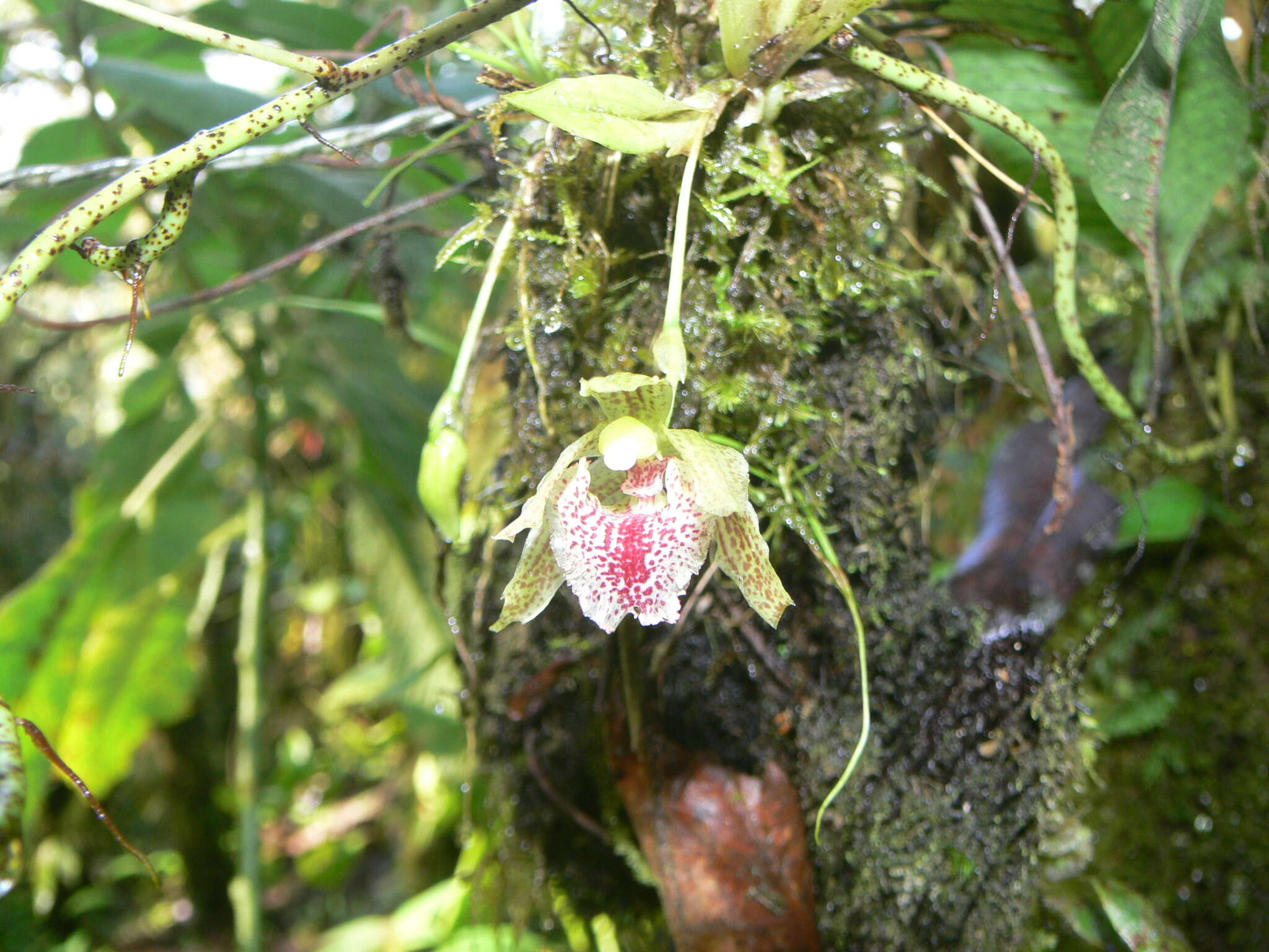 Image of Kefersteinia taurina Rchb. fil.