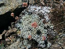 Image of cushion buckwheat