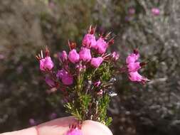 Image of Erica umbellata L.